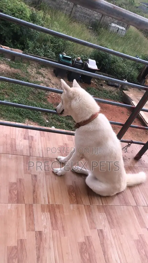 1+ year Female Purebred Siberian Husky