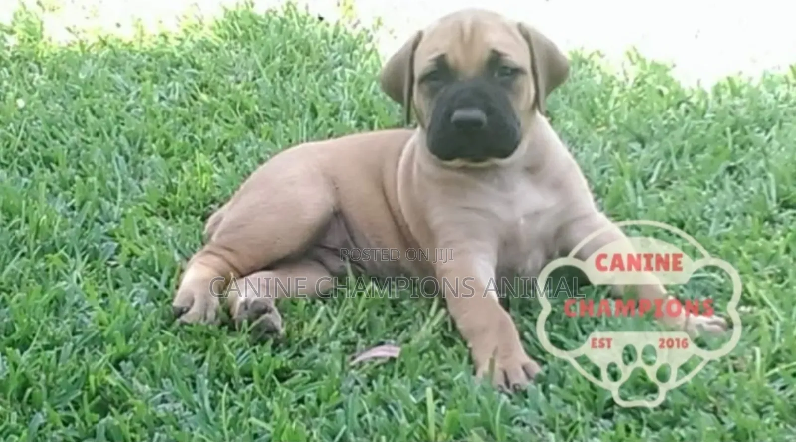 1-3 months Female Purebred Boerboel