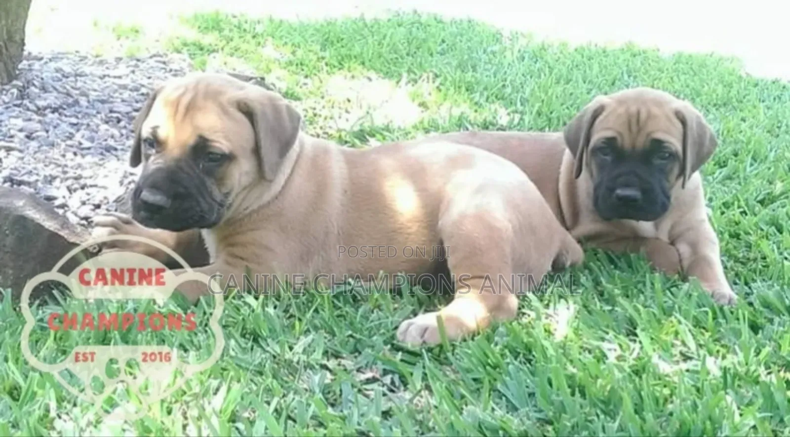 1-3 months Female Purebred Boerboel
