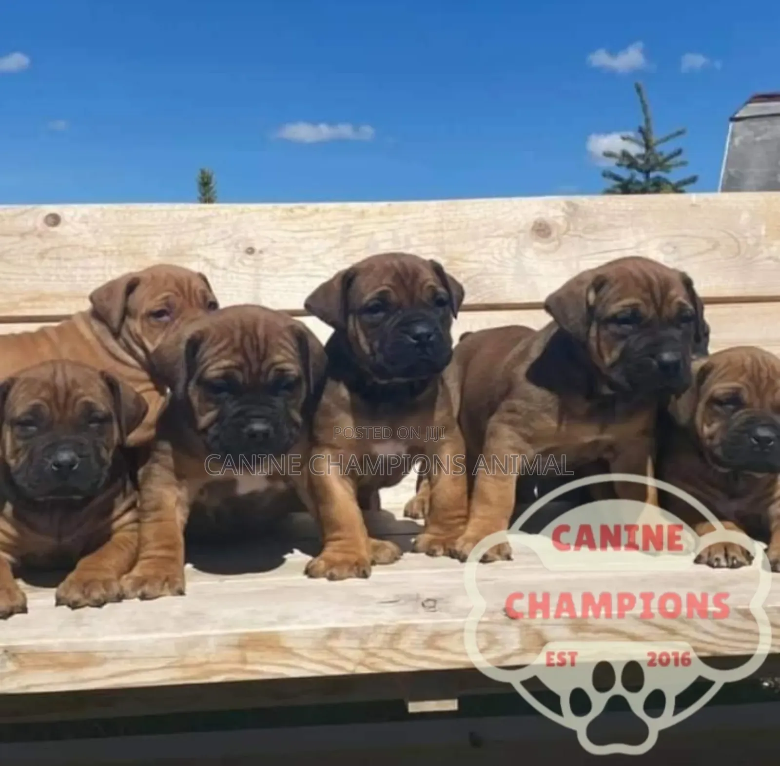 1-3 months Female Purebred Boerboel
