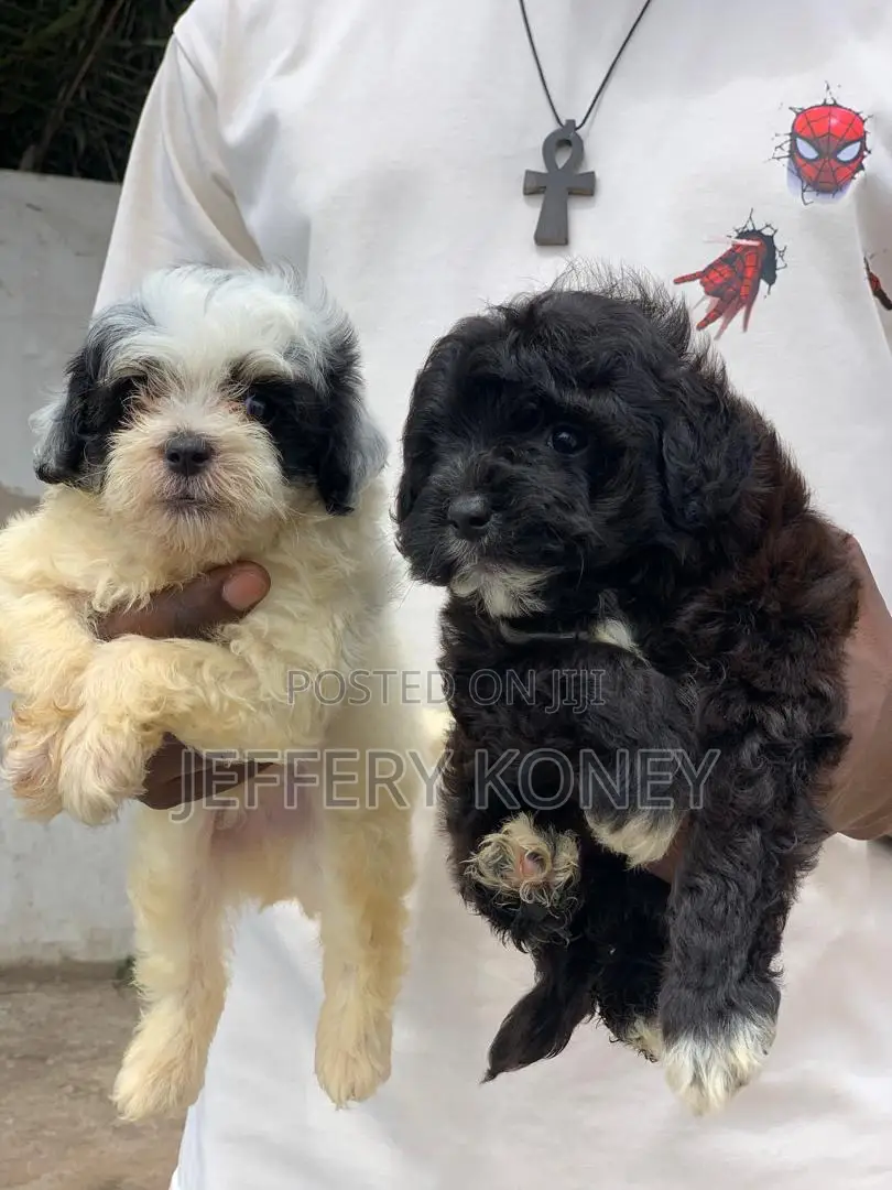 1-3 months Male Purebred Poodle