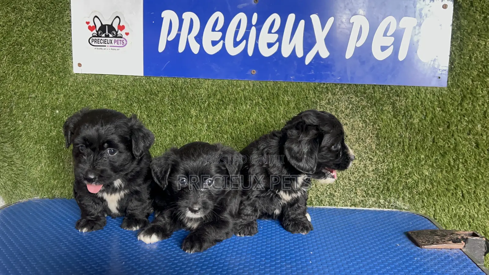 1-3 months Female Mixed Breed Maltipoo