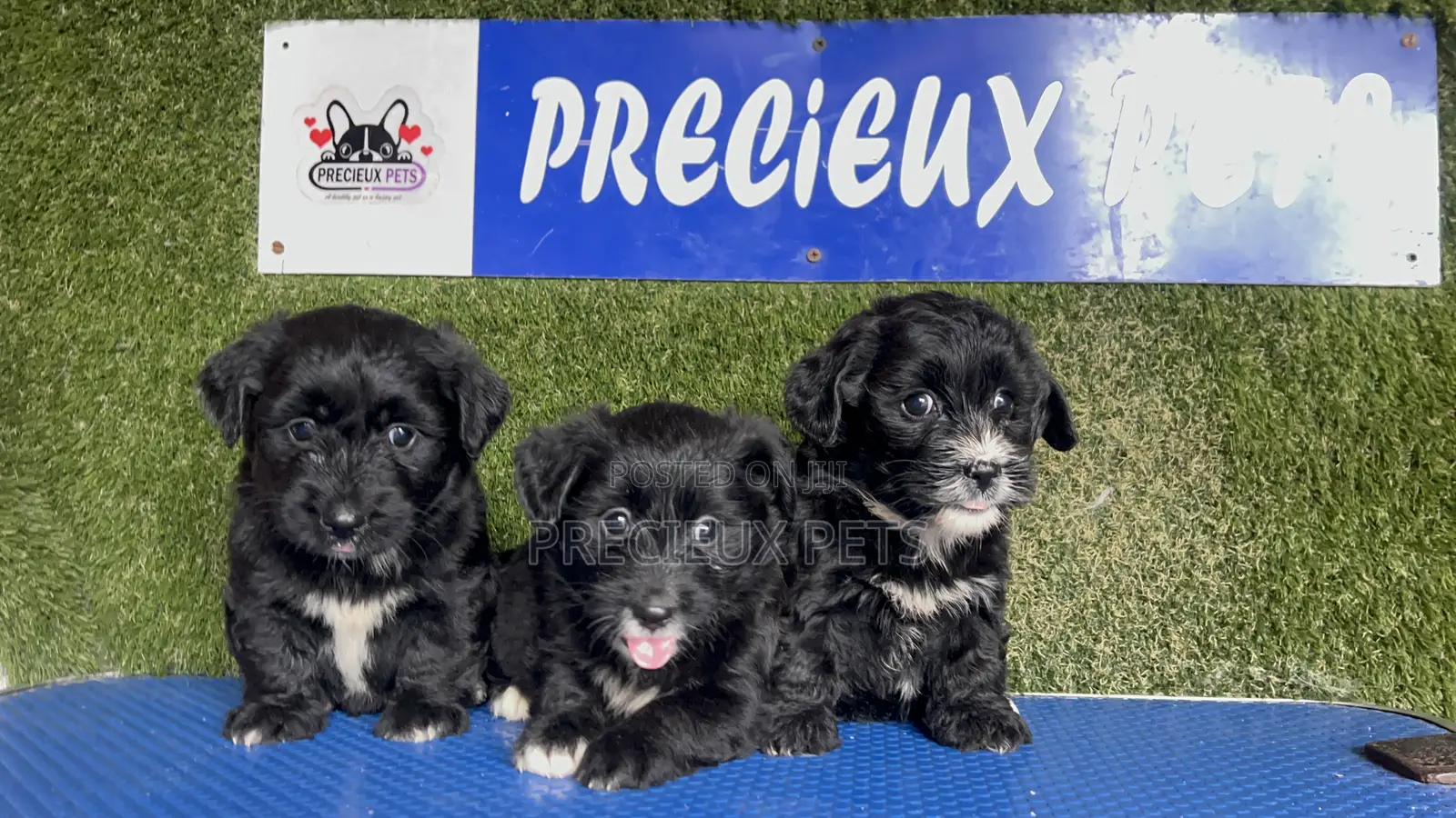 1-3 months Female Mixed Breed Maltipoo