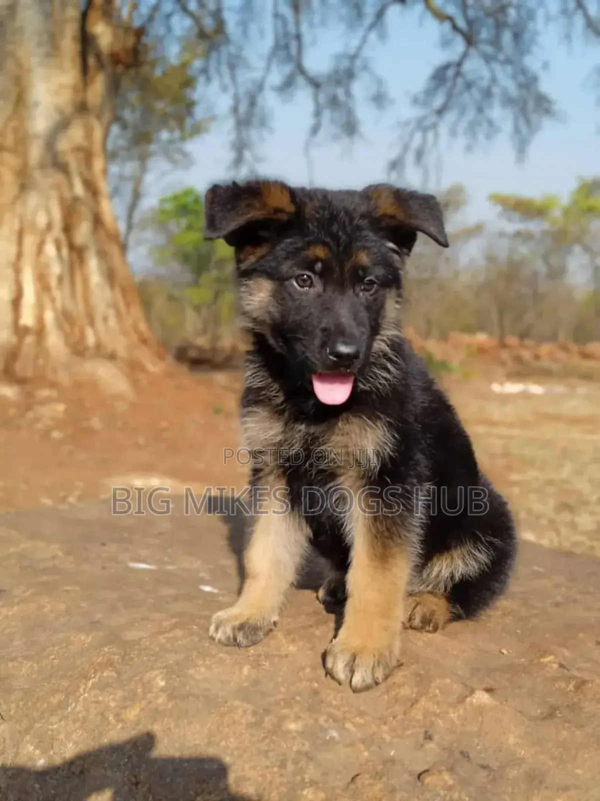 1-3 months Male Purebred German Shepherd