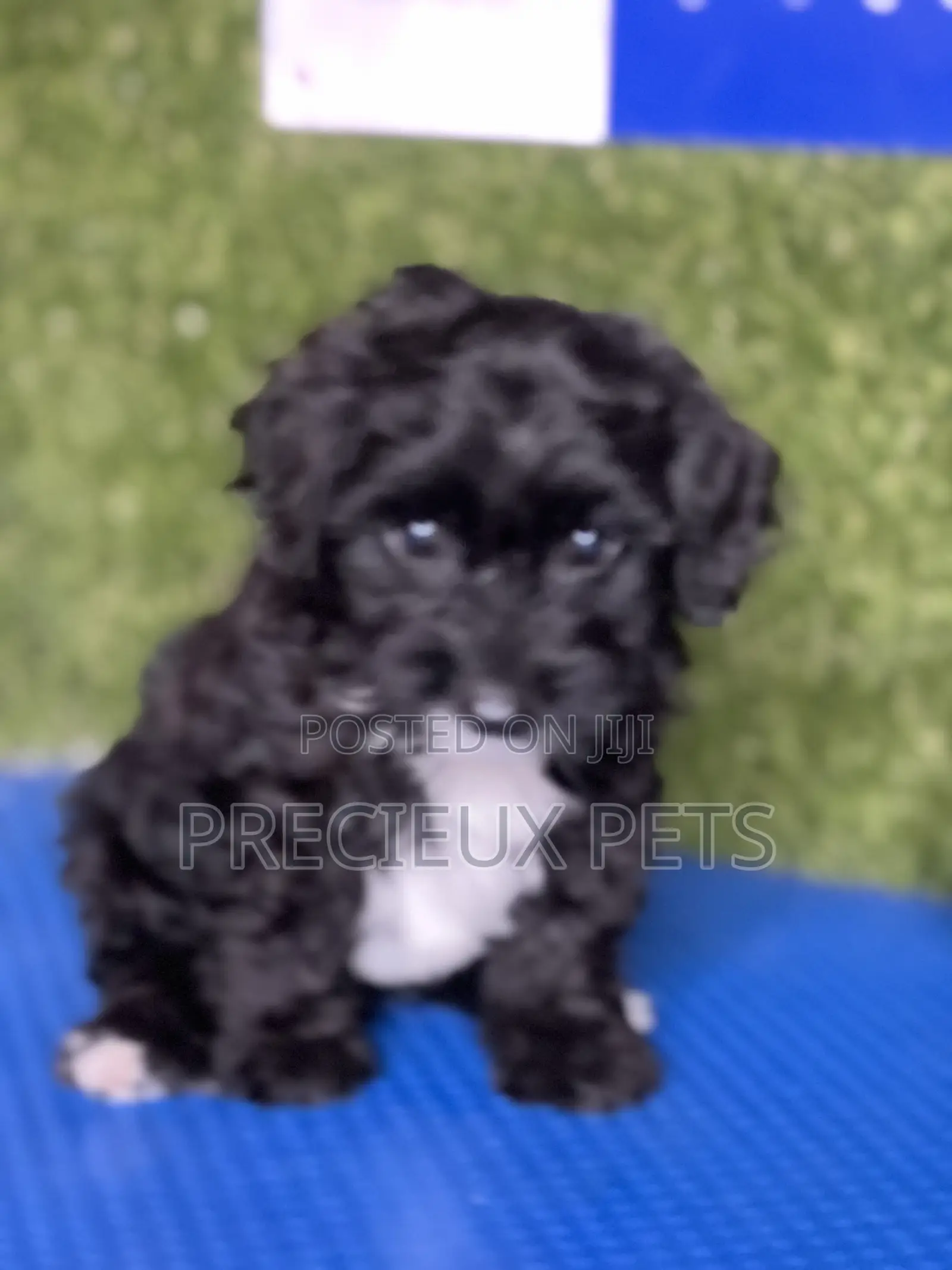 1-3 months Male Purebred Poodle