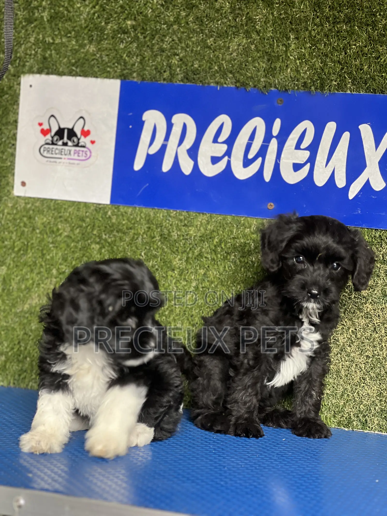 1-3 months Female Purebred Poodle