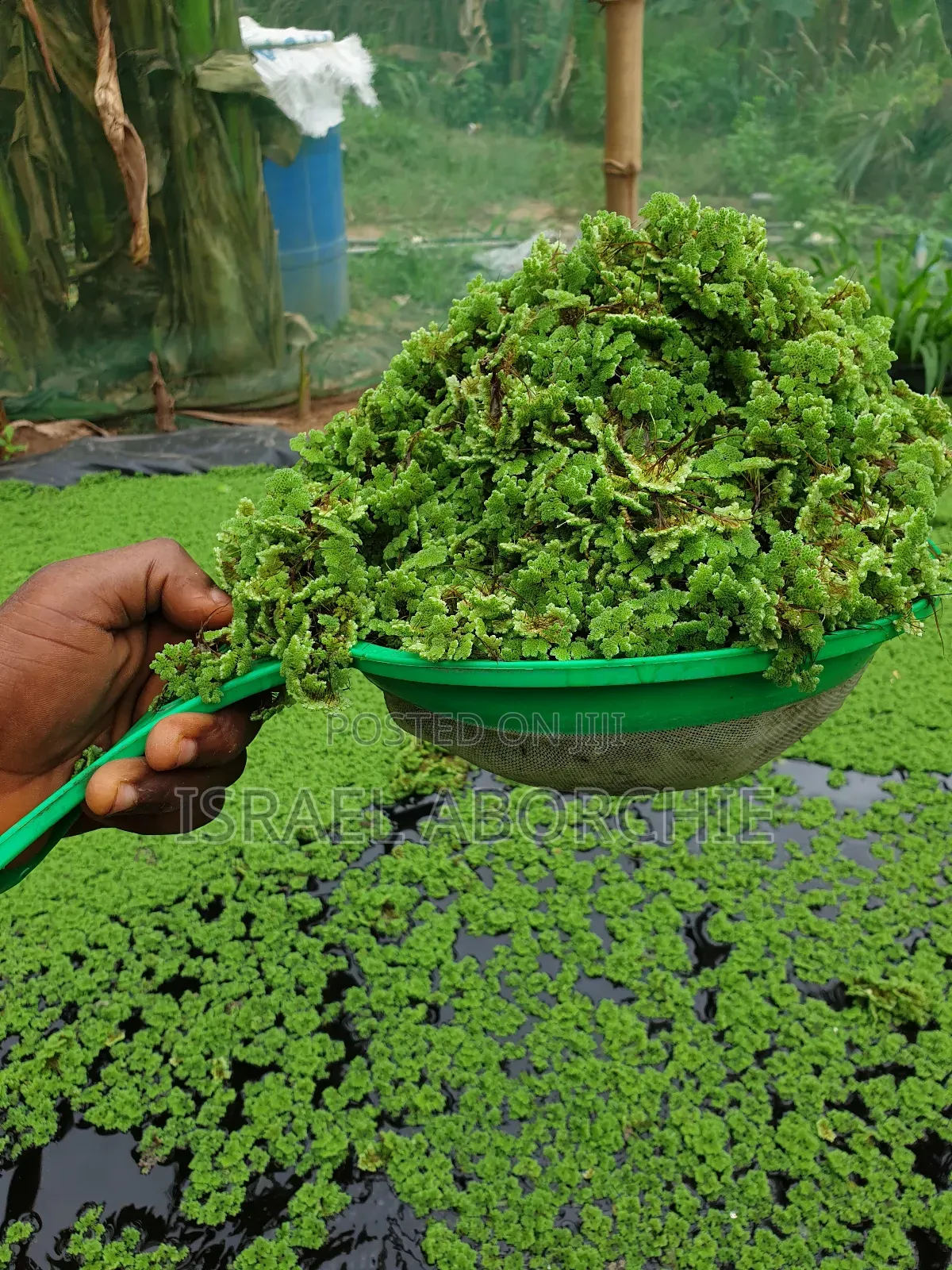 Azolla Seeds