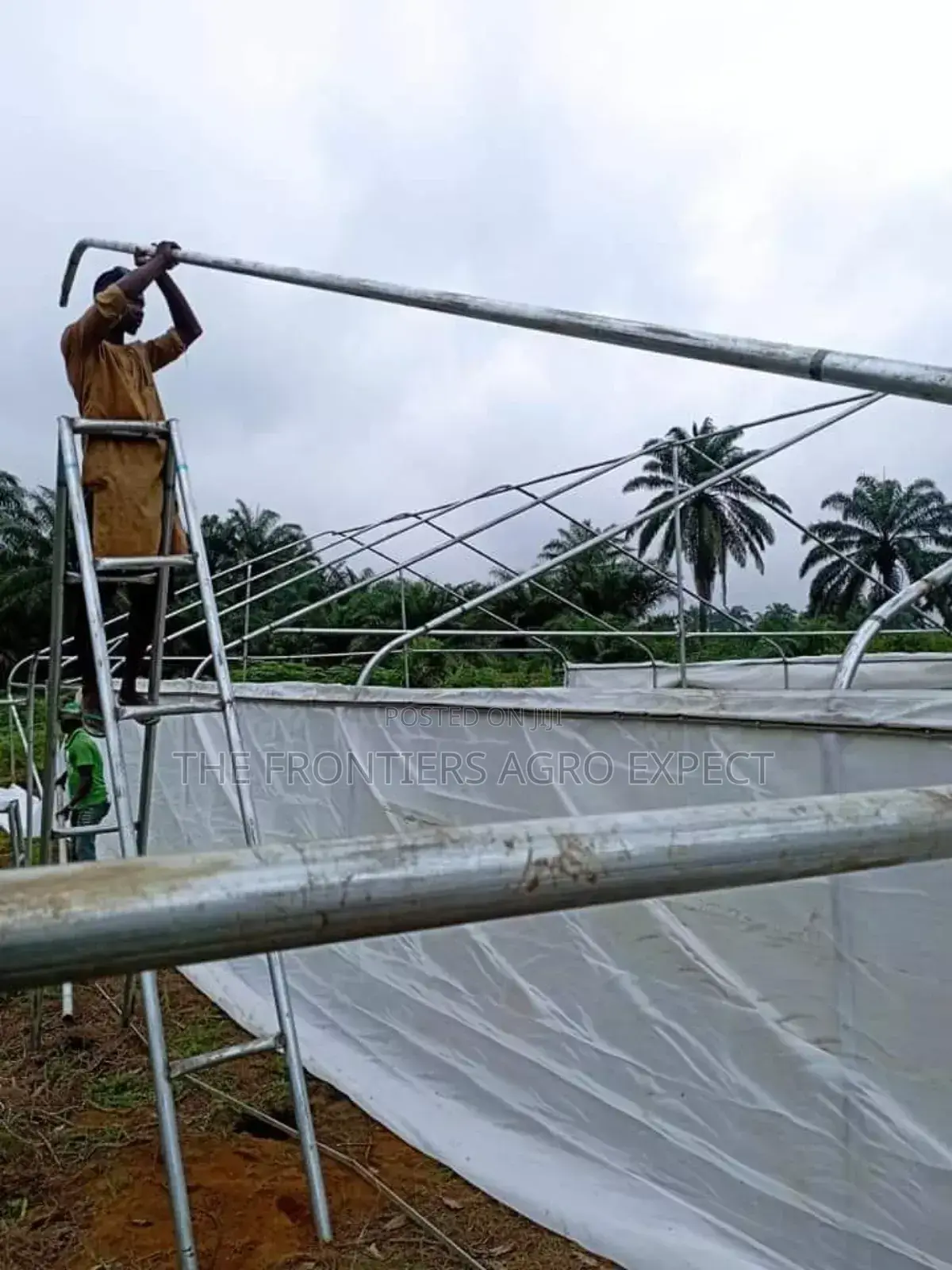 Vegetables Greenhouse