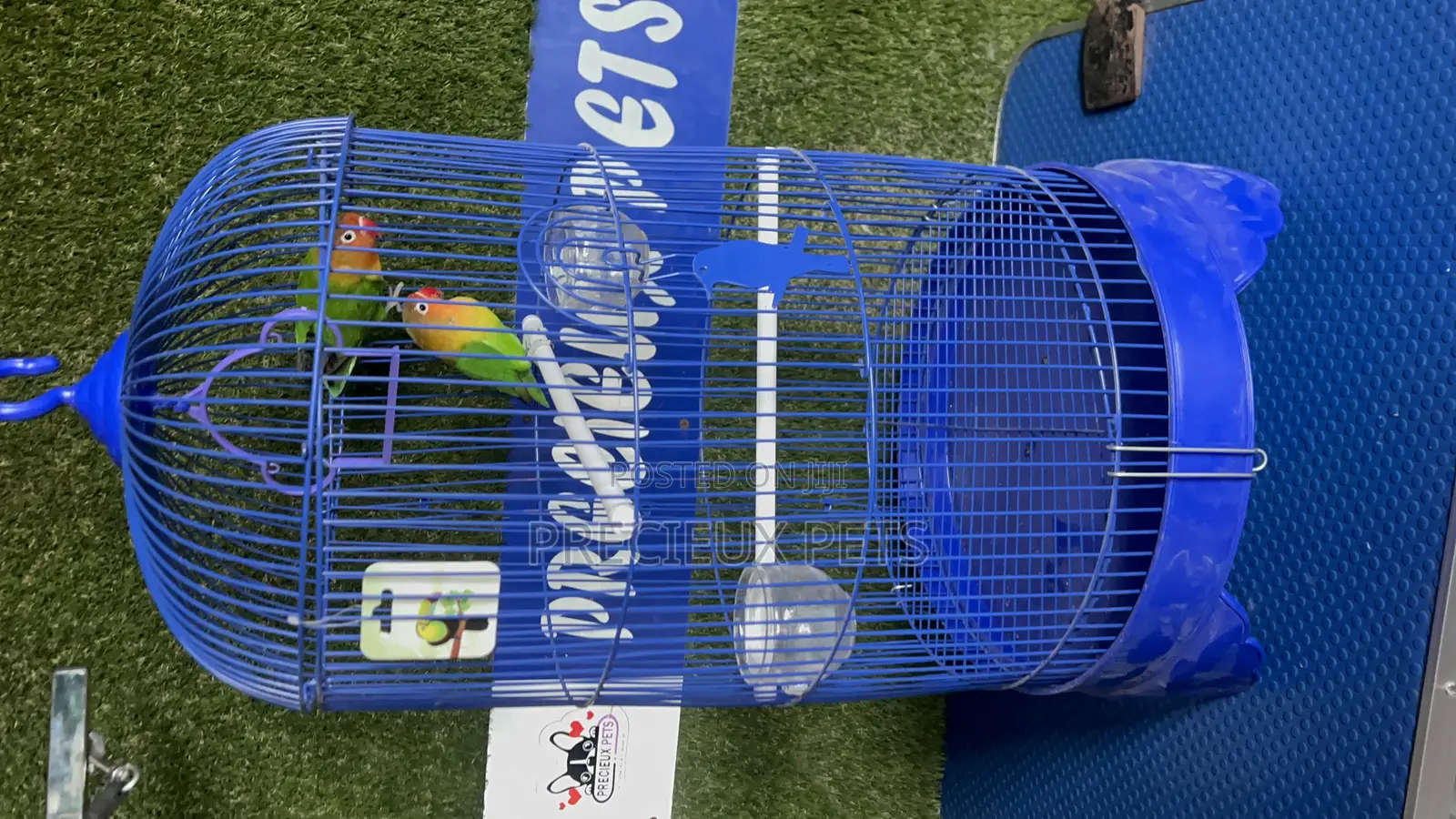 1 Pair of Fischer Lovebird and a Cage