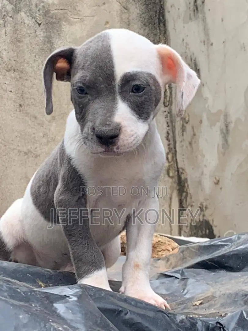 1-3 months Male Purebred American Bully