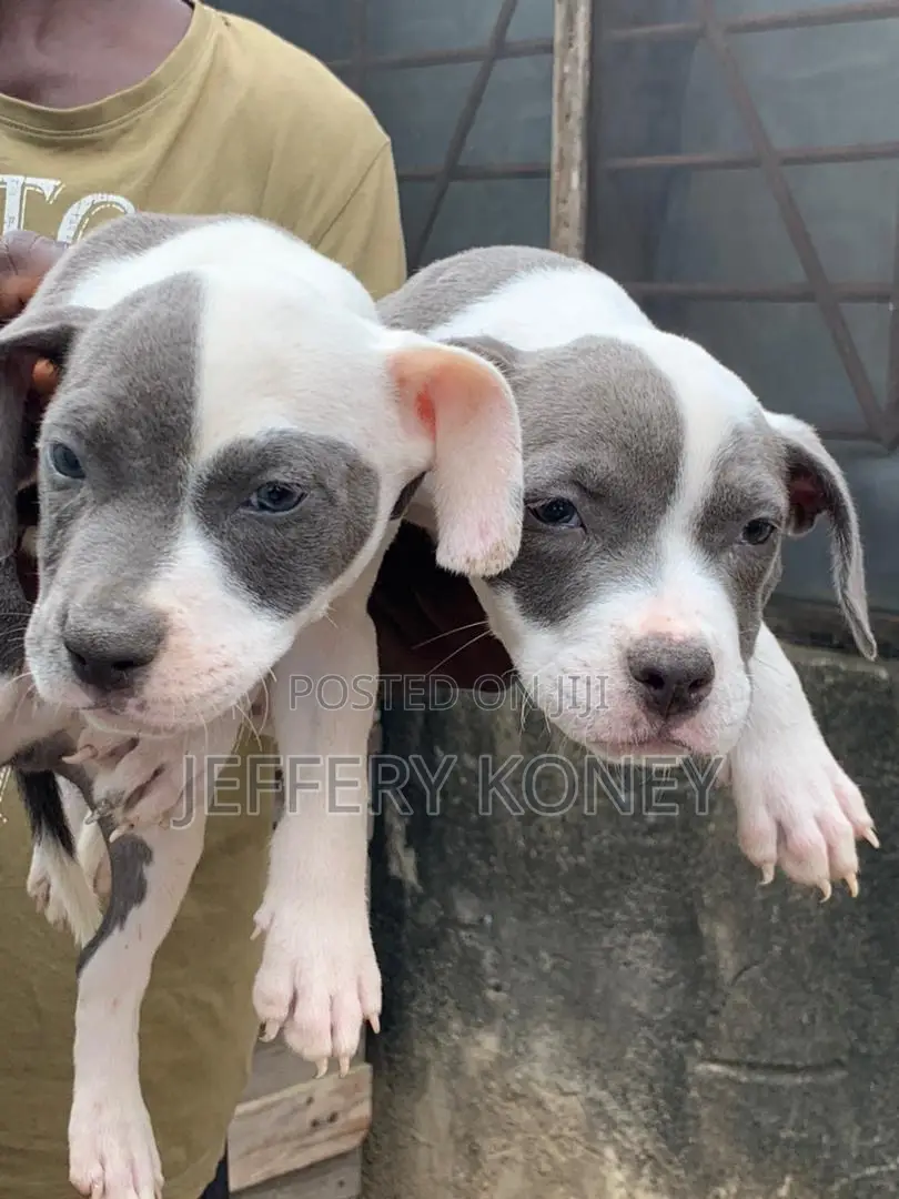1-3 months Male Purebred American Bully