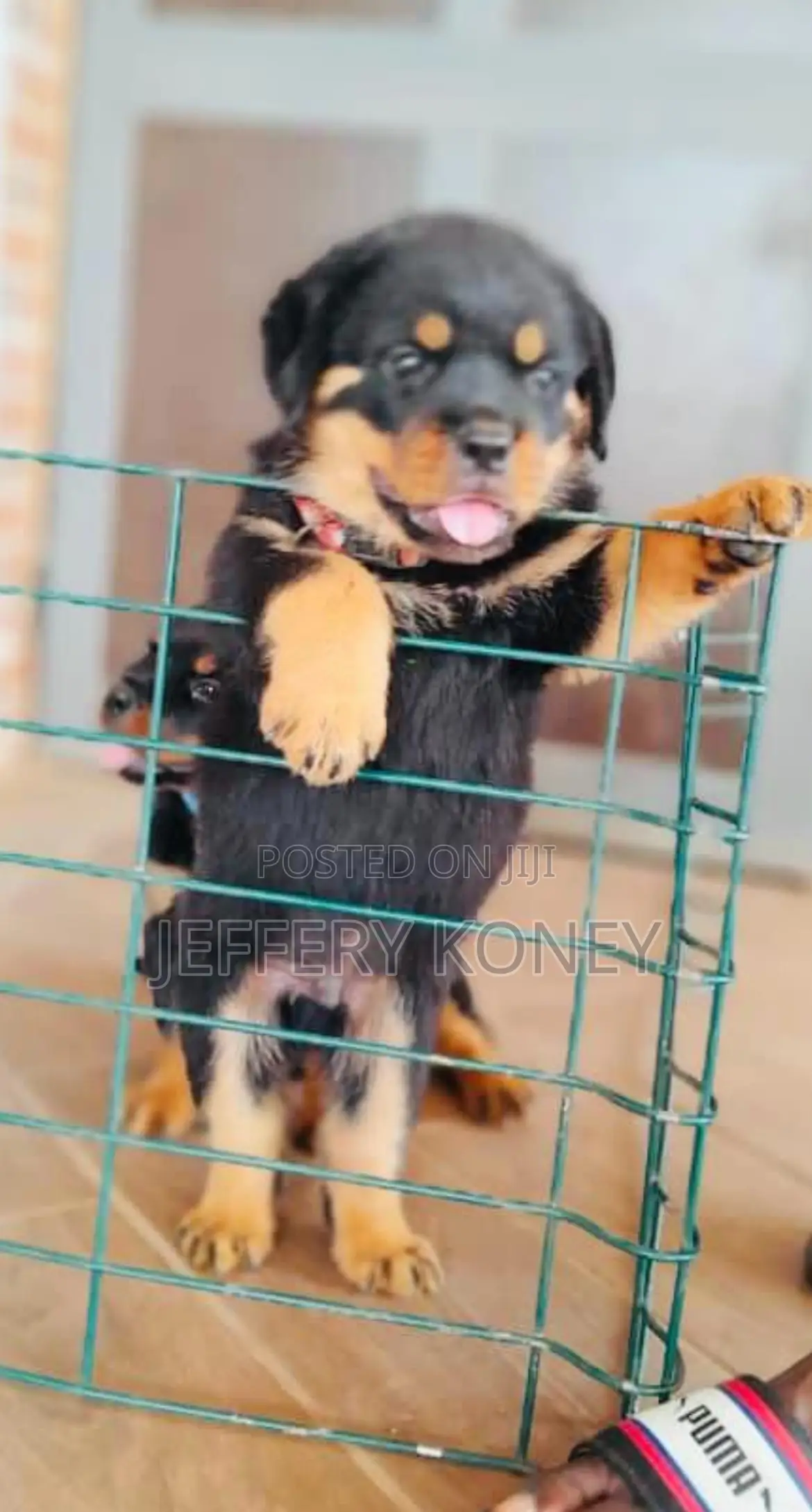 1-3 months Male Purebred Rottweiler