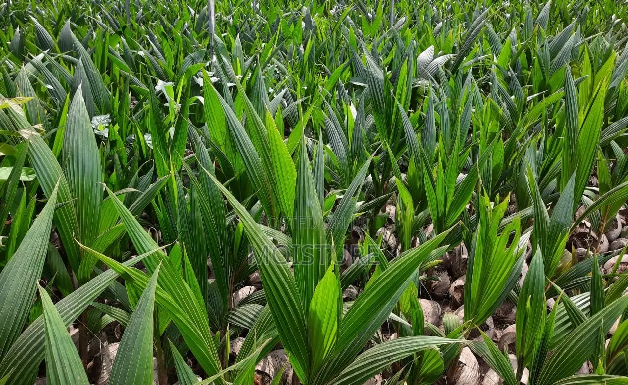 Hybrid and Dwarf Coconut Seedlings of Good Quality
