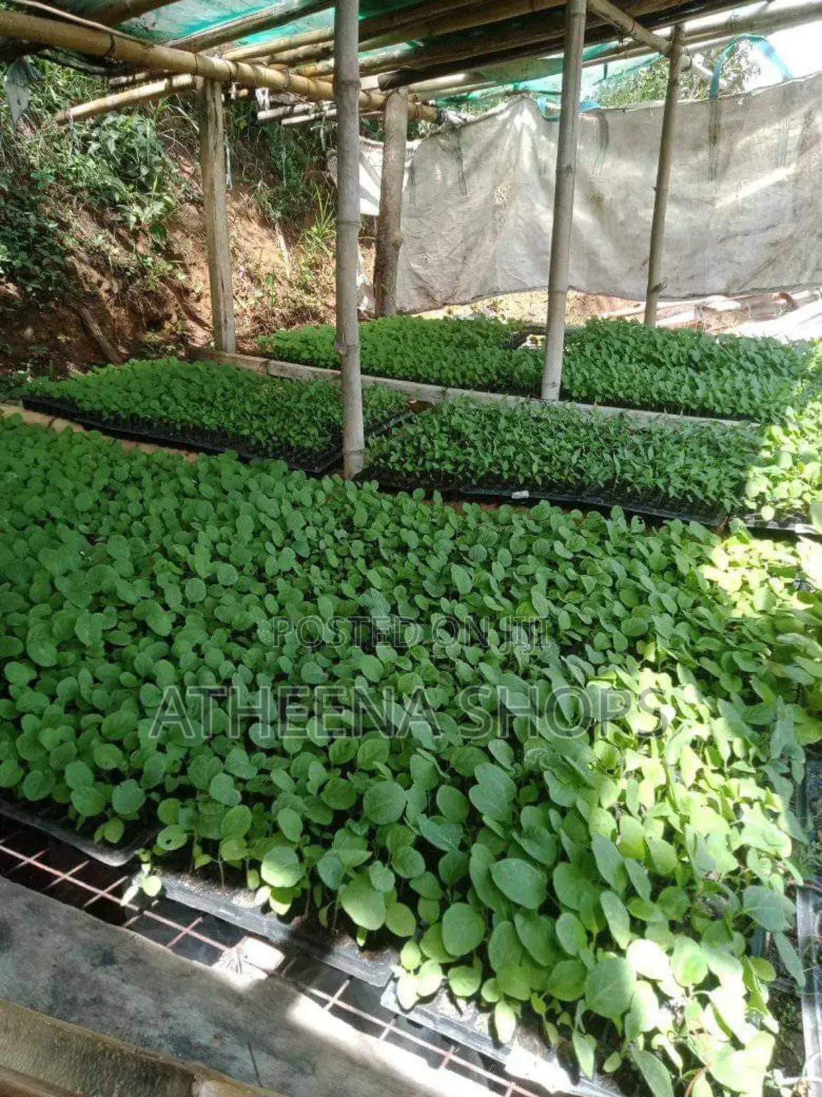 Seedling Nursing Tray ( Can Nurse Up to 104 Seedlings)