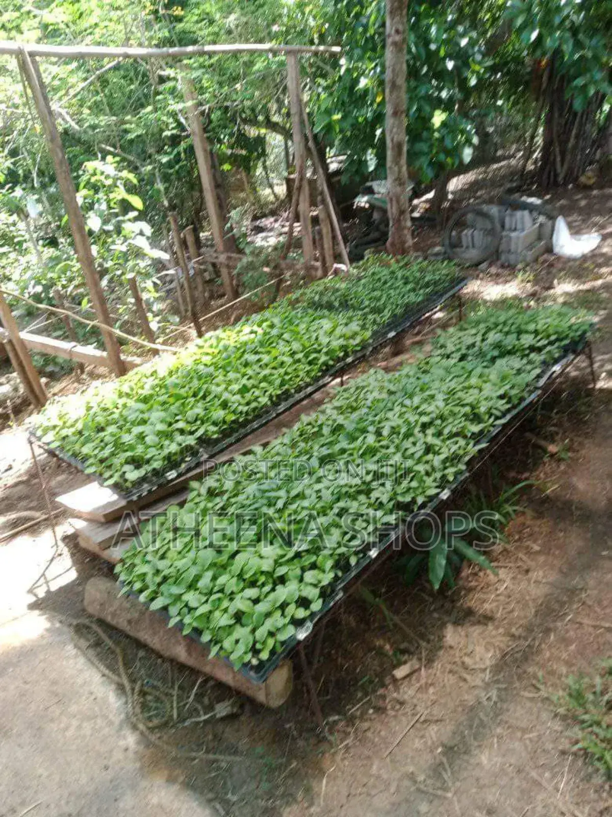 Seedling Nursing Tray ( Can Nurse Up to 104 Seedlings)