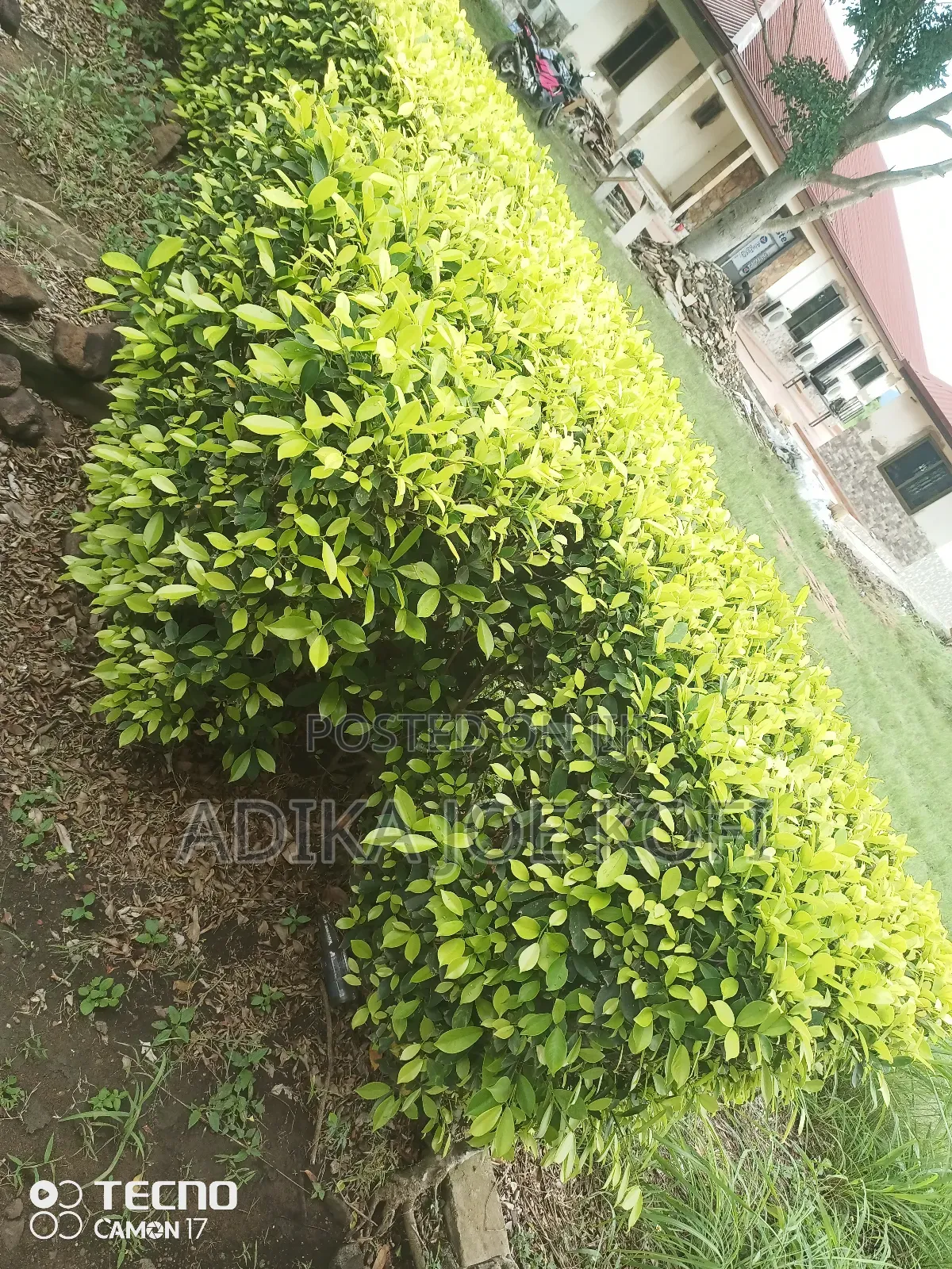 Joefel Tilling and Landscaping With Gardening