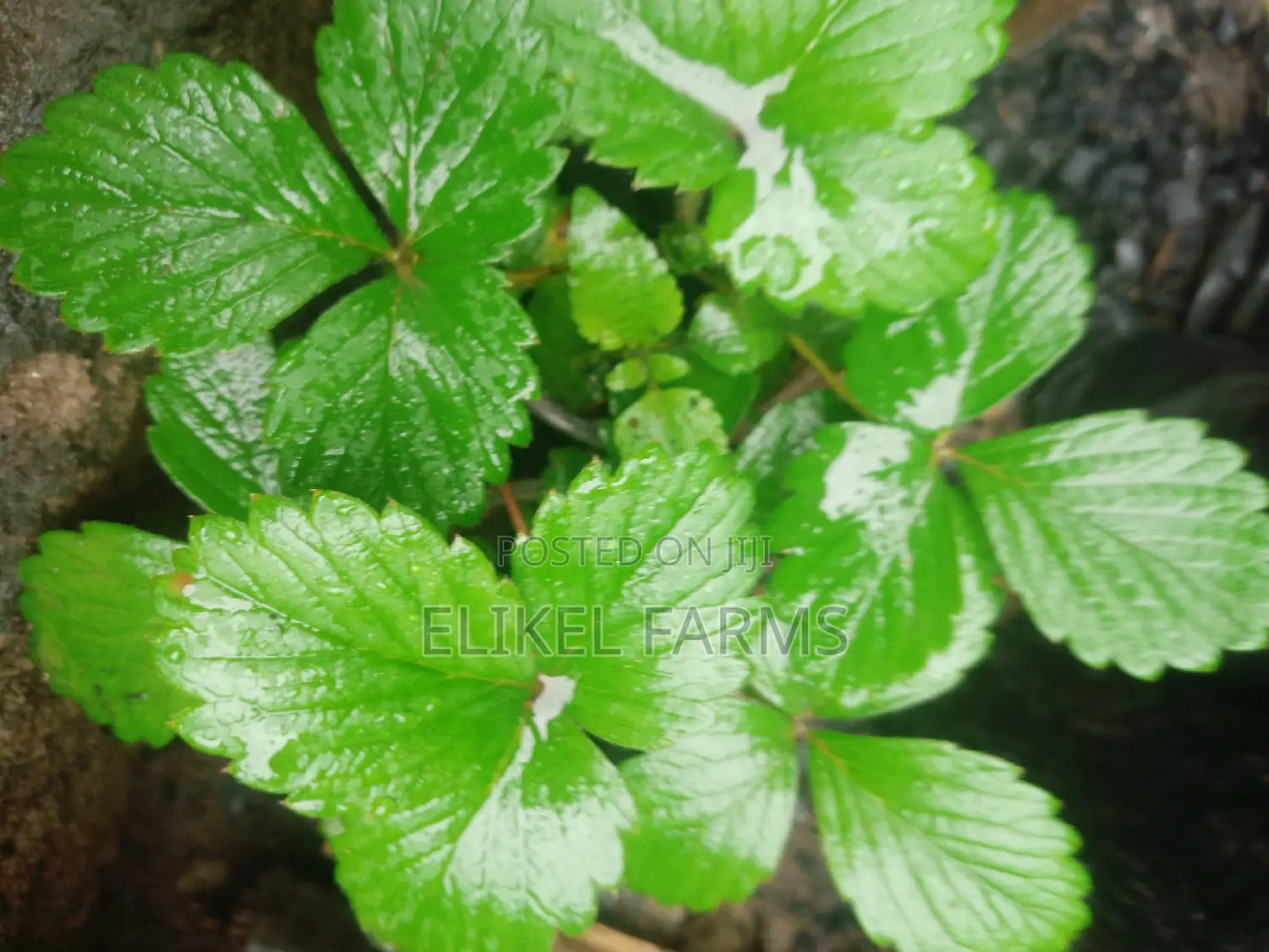 Exotic Grapes and Strawberries Seedlings for Sale