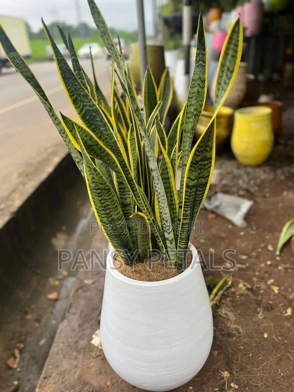 Flower Pot and Plant for Sale