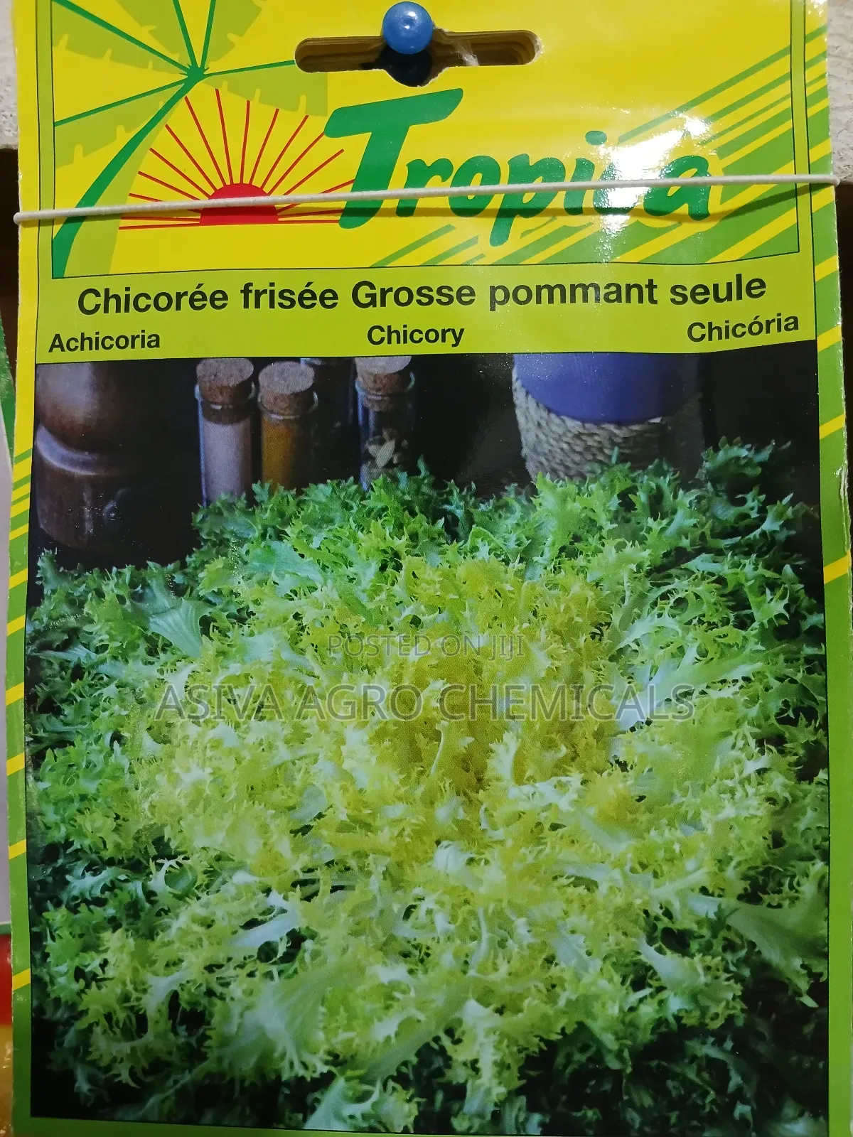 Chicory Seeds