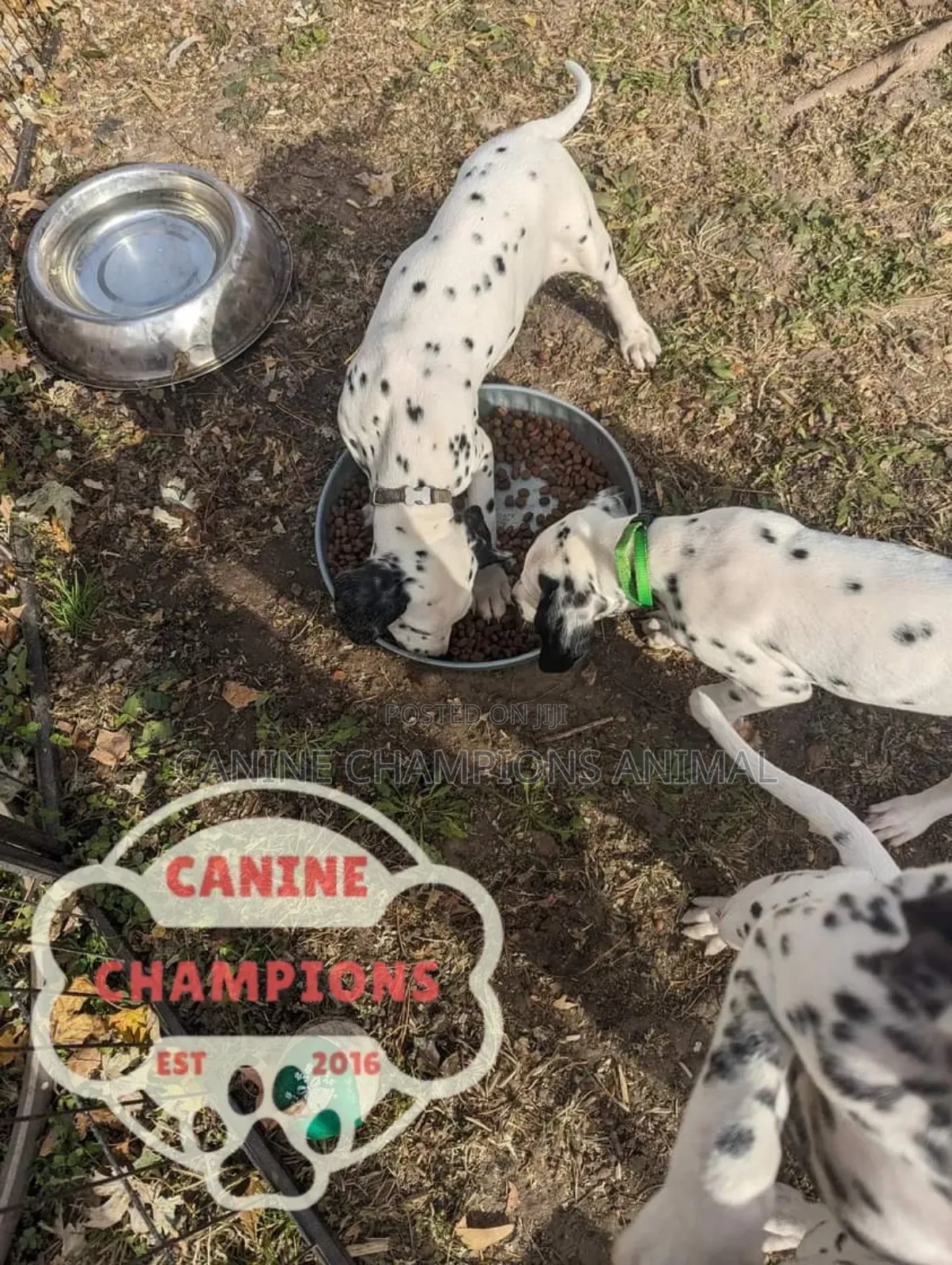 1-3 months Female Purebred Dalmatian