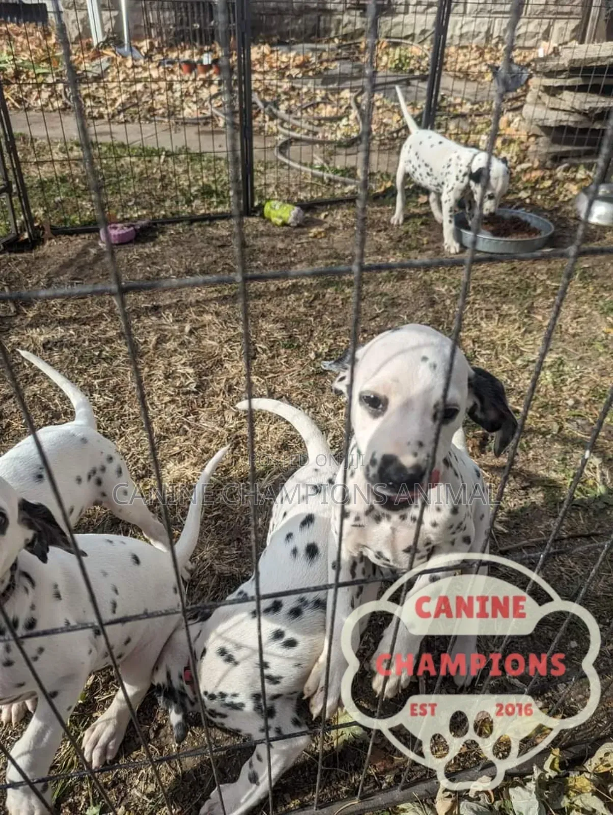 1-3 months Female Purebred Dalmatian