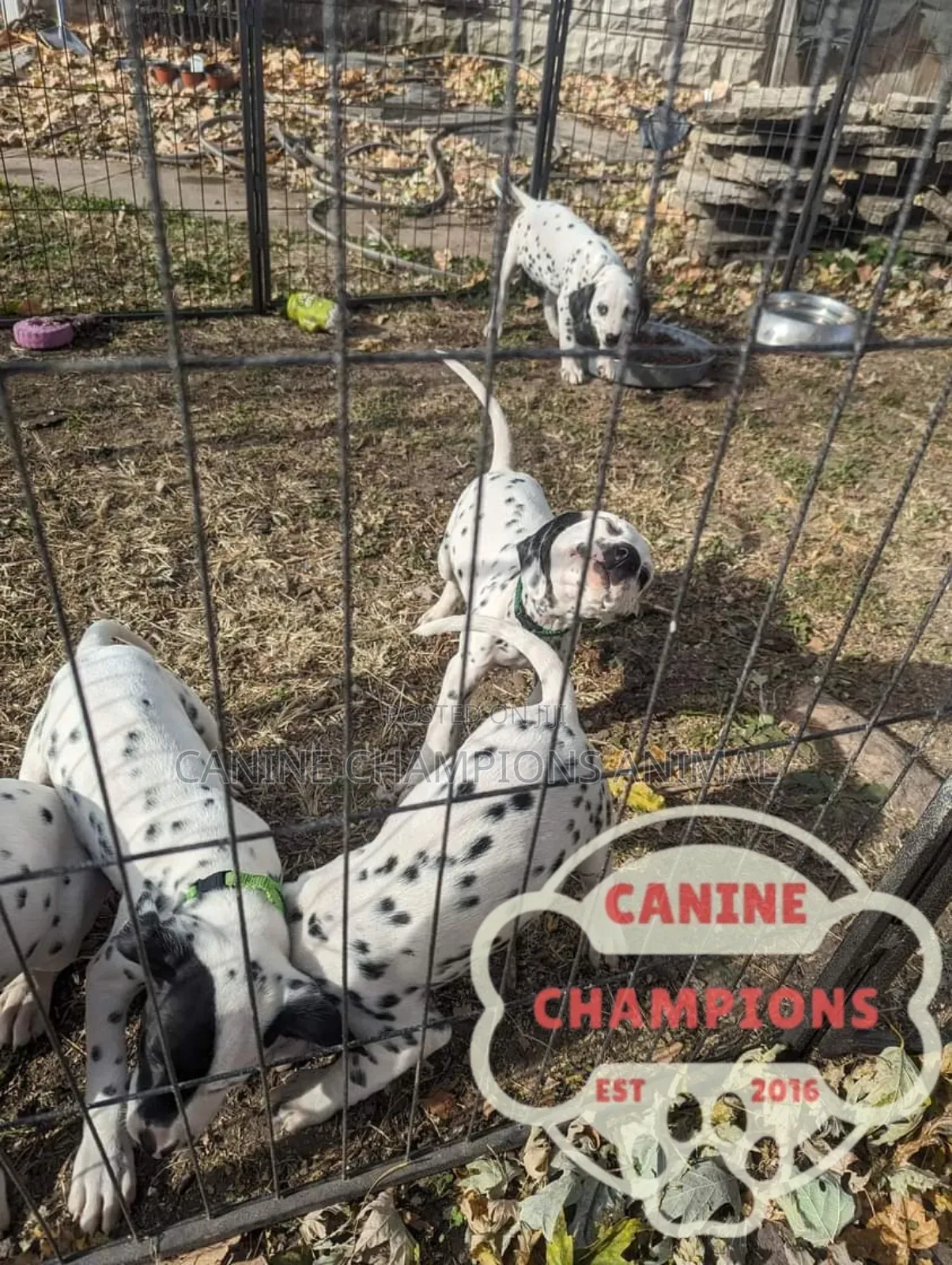 1-3 months Female Purebred Dalmatian