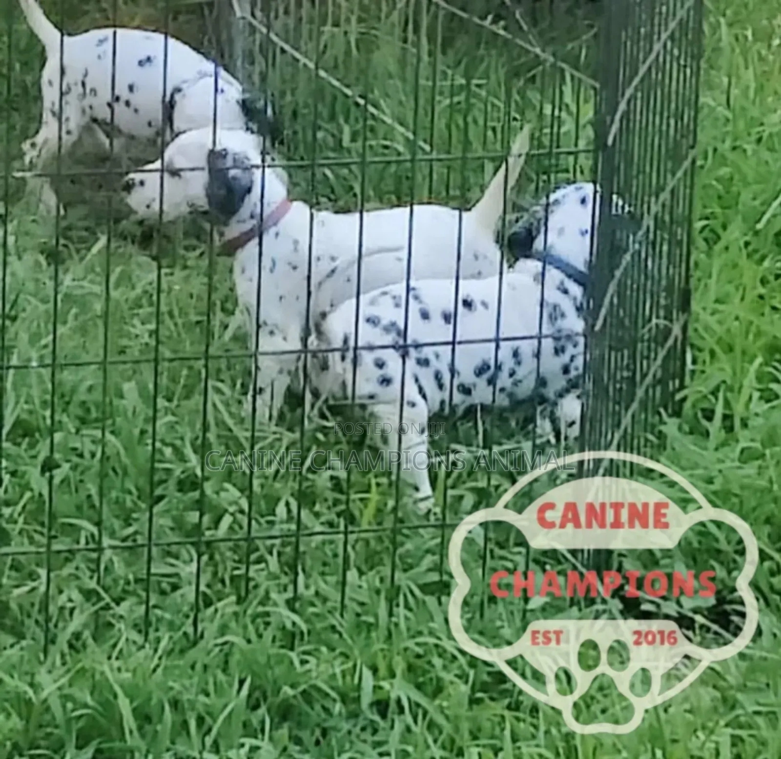 1-3 months Female Purebred Dalmatian