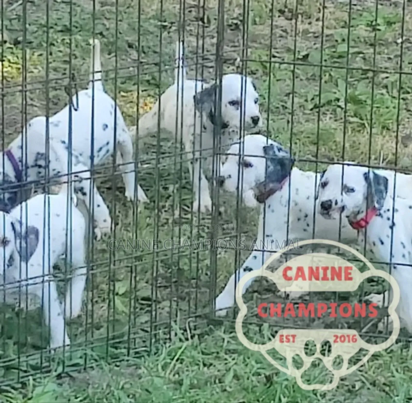 1-3 months Female Purebred Dalmatian