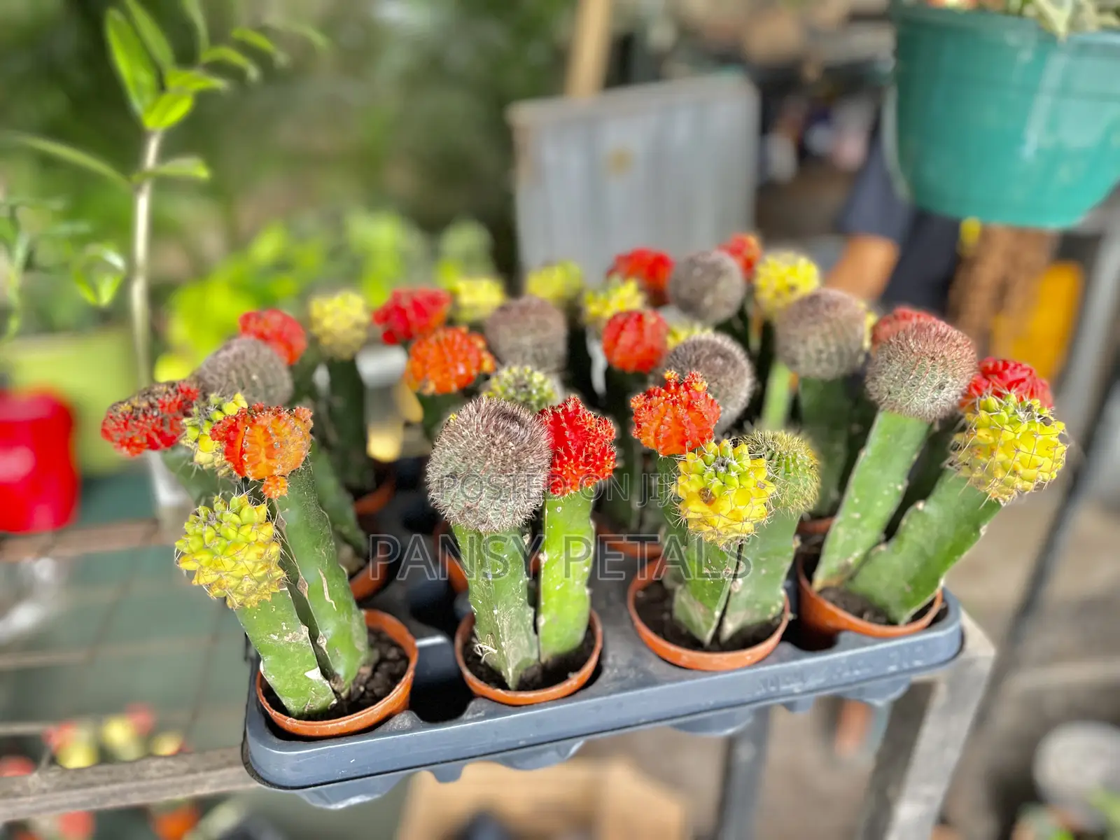 Cactus Plant for Sale