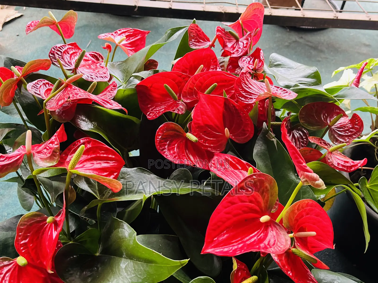 Anthurium for Sale