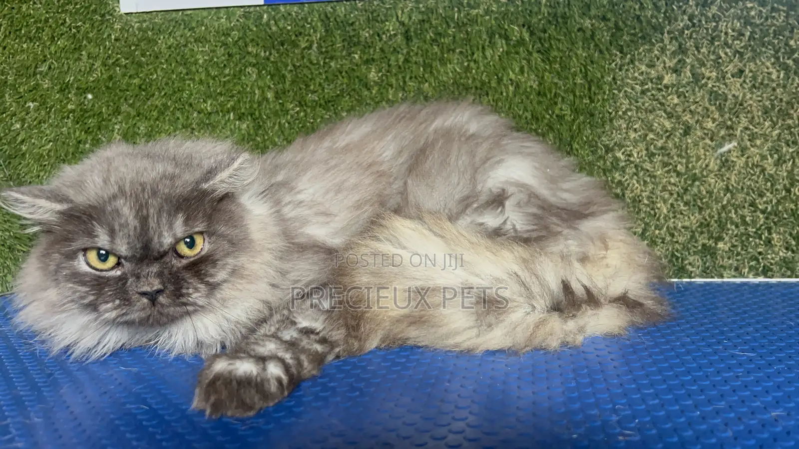 1+ year Male Purebred Persian
