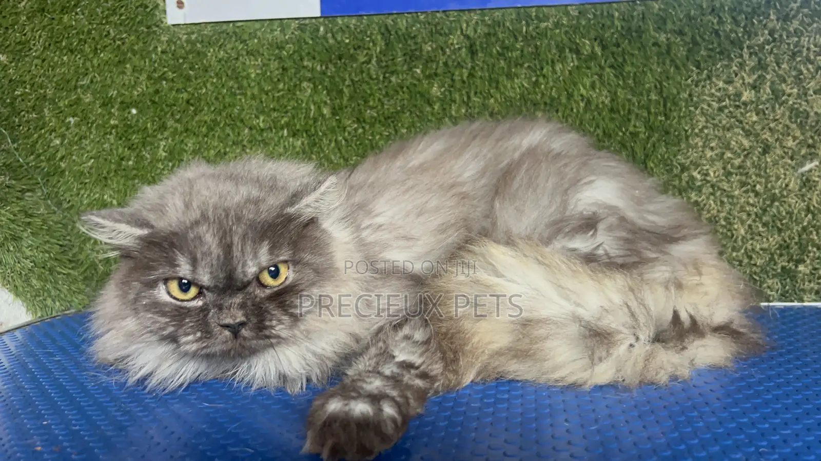 1+ year Male Purebred Persian