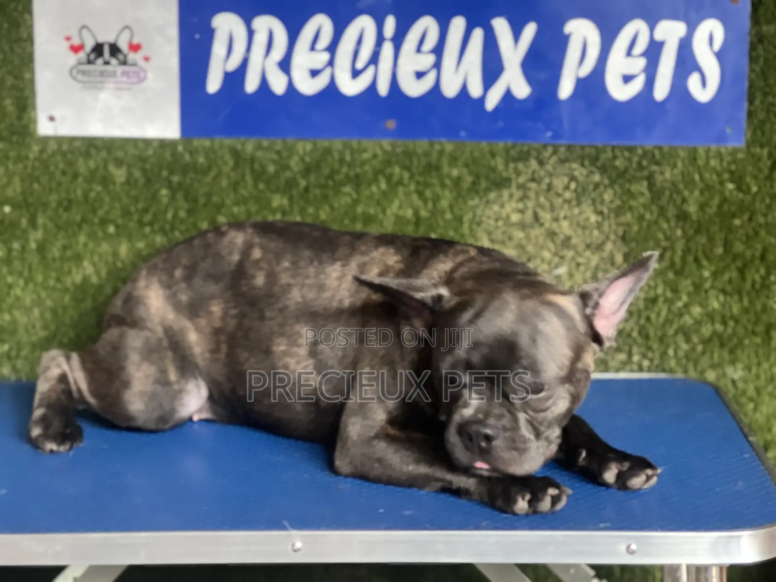 3-6 months Male Purebred French Bulldog