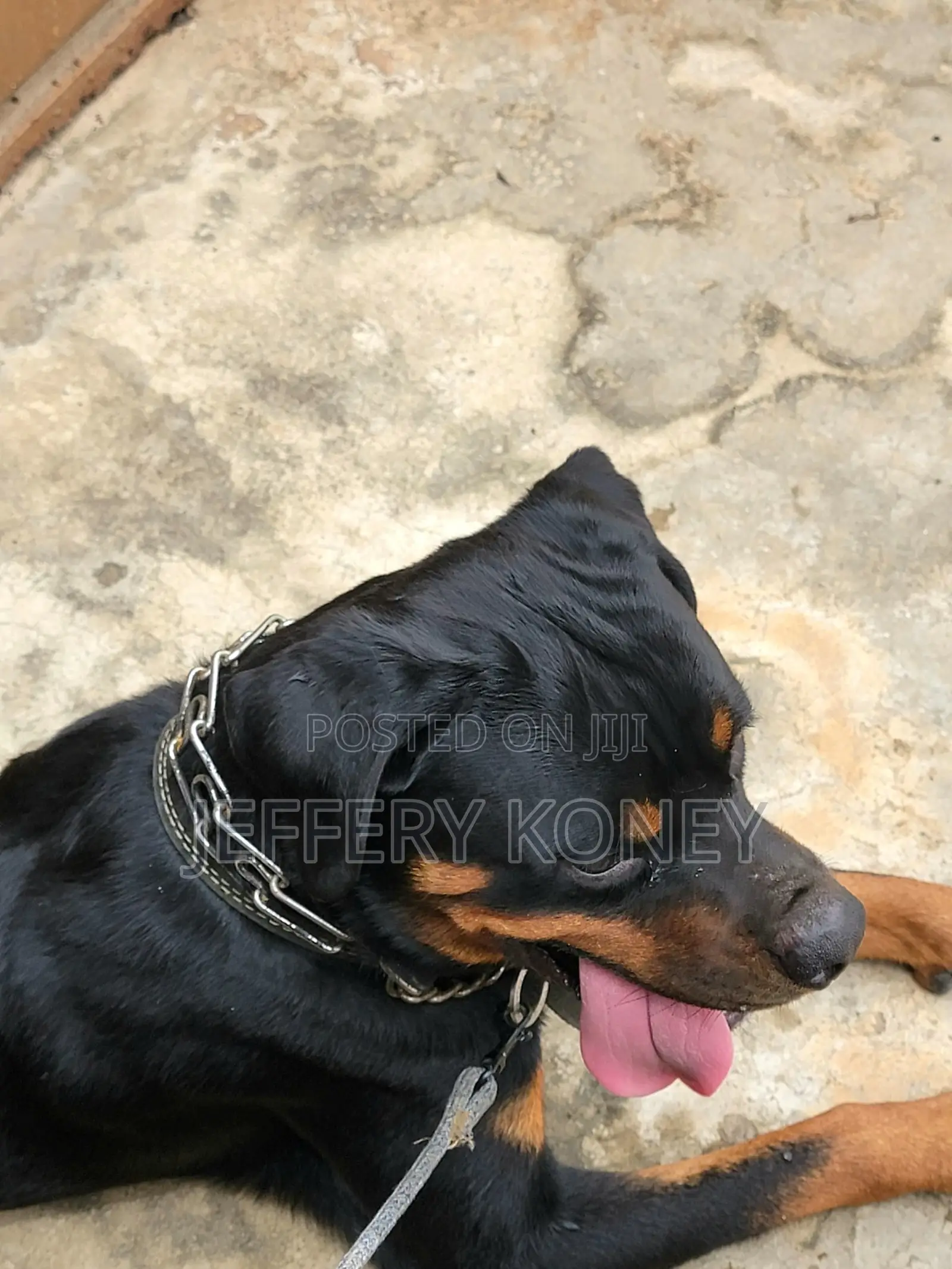 1+ year Male Purebred Rottweiler