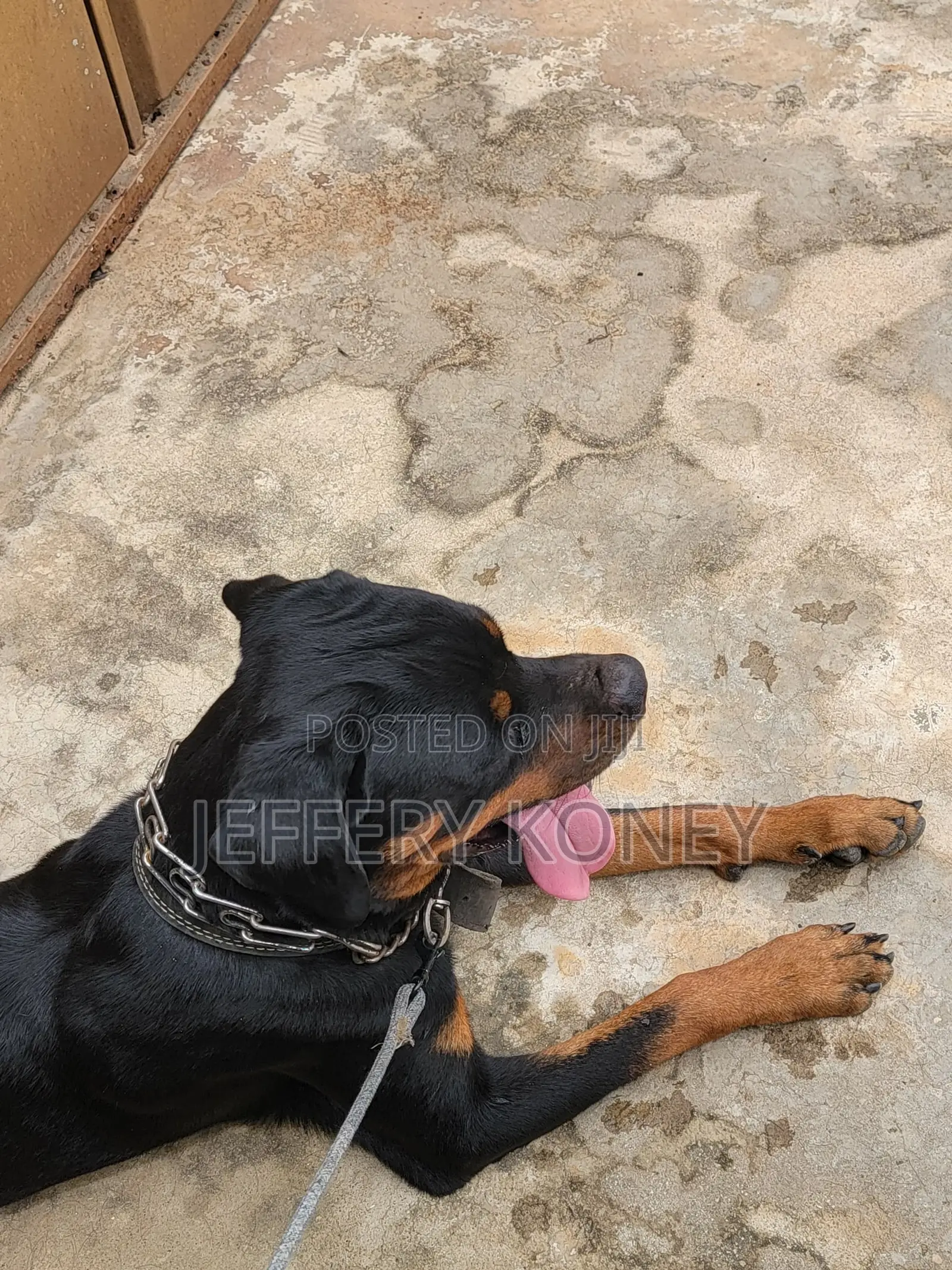 1+ year Male Purebred Rottweiler