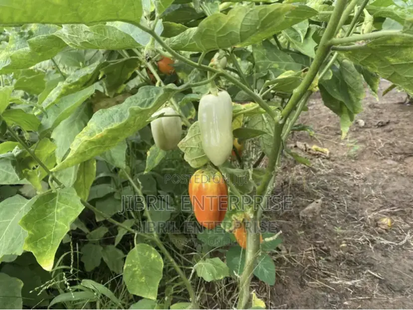 West African Eggplant