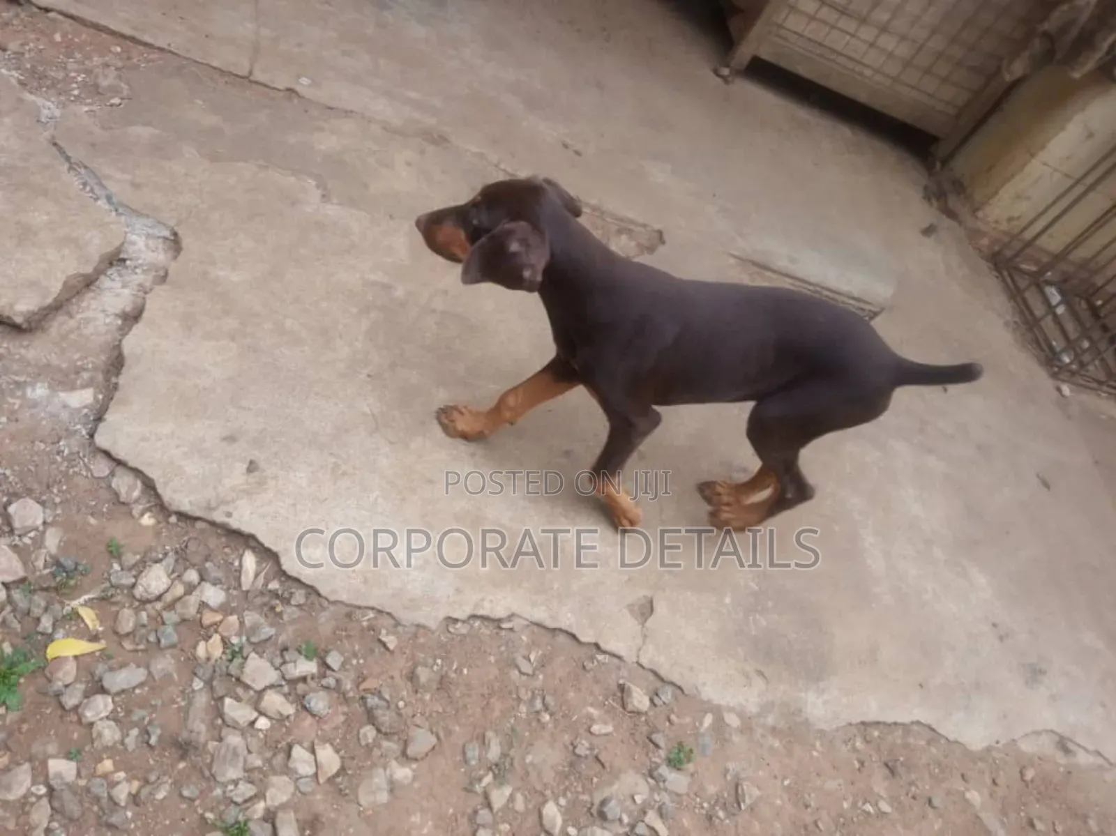 1-3 months Male Purebred Doberman Pinscher