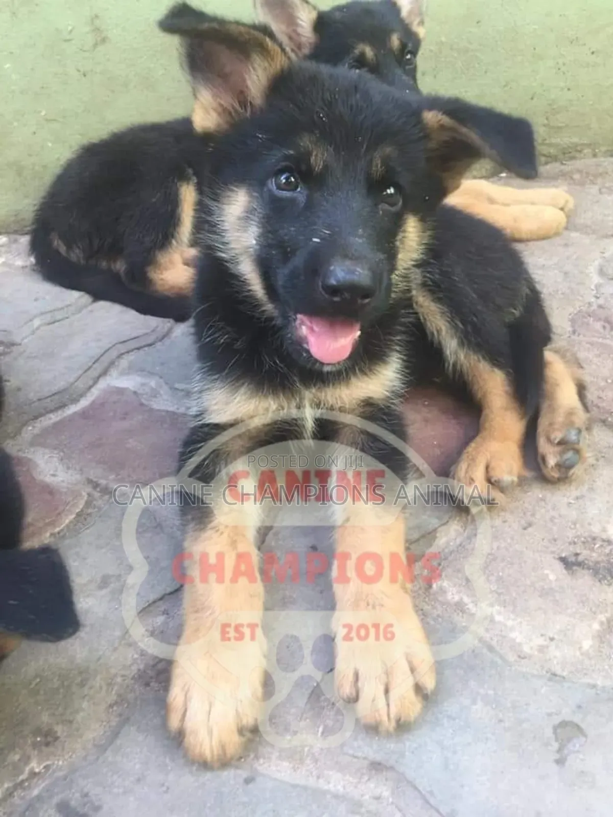 1-3 months Female Purebred German Shepherd