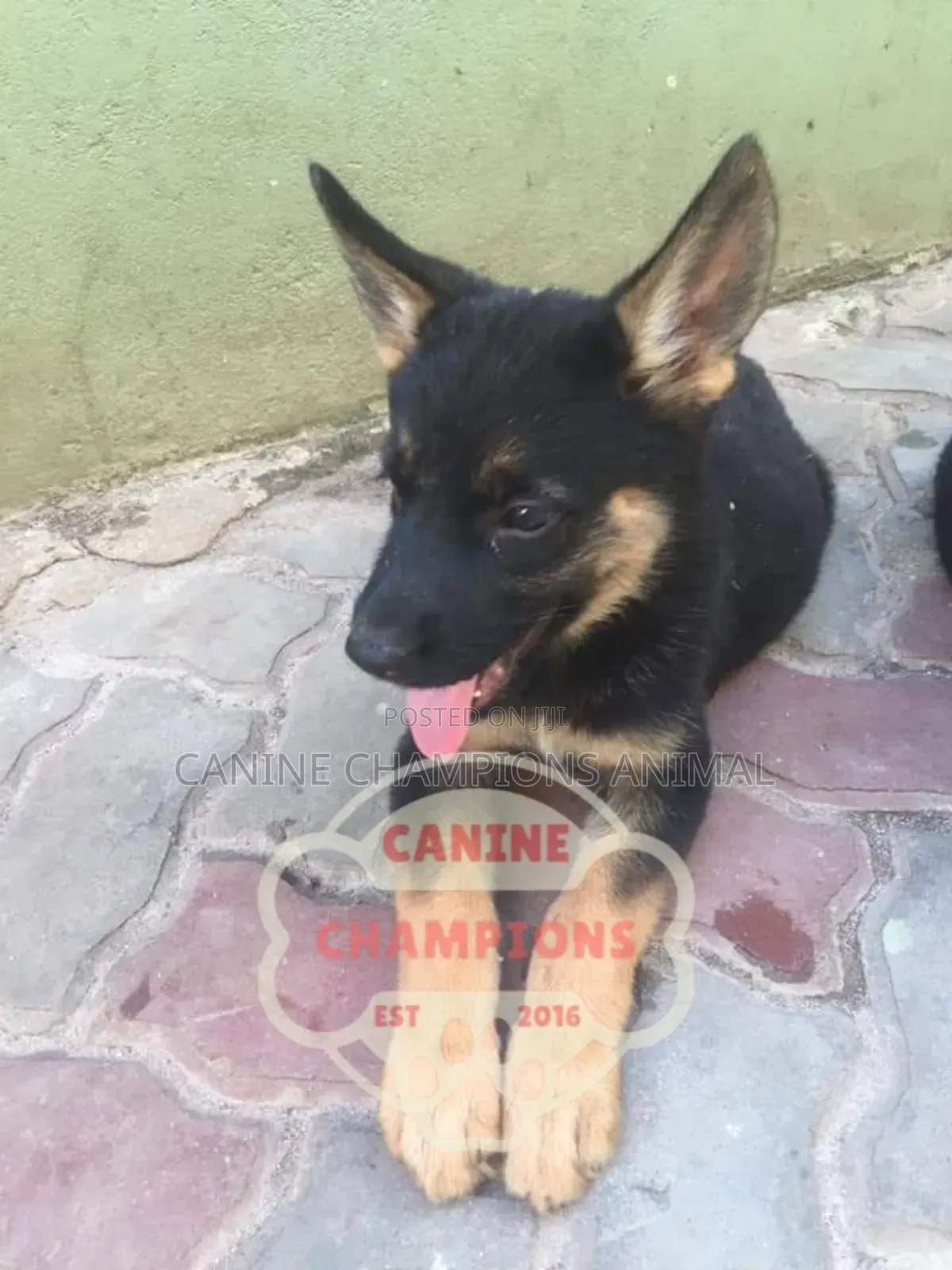 1-3 months Female Purebred German Shepherd