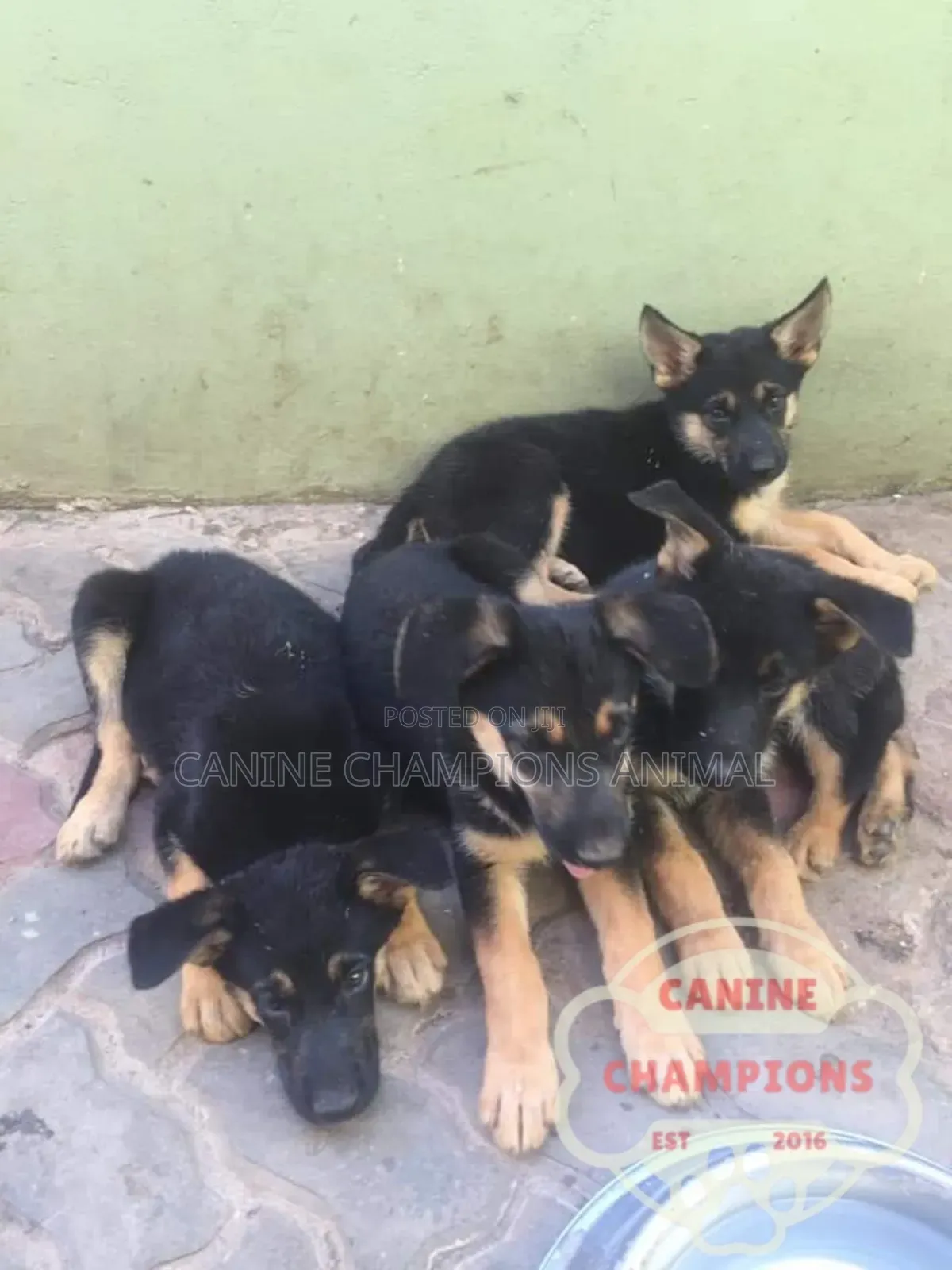 1-3 months Female Purebred German Shepherd