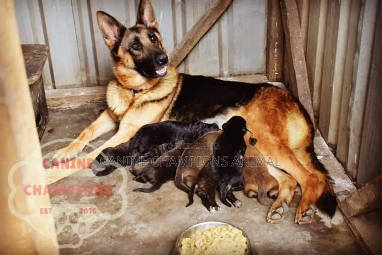 1-3 months Female Purebred German Shepherd