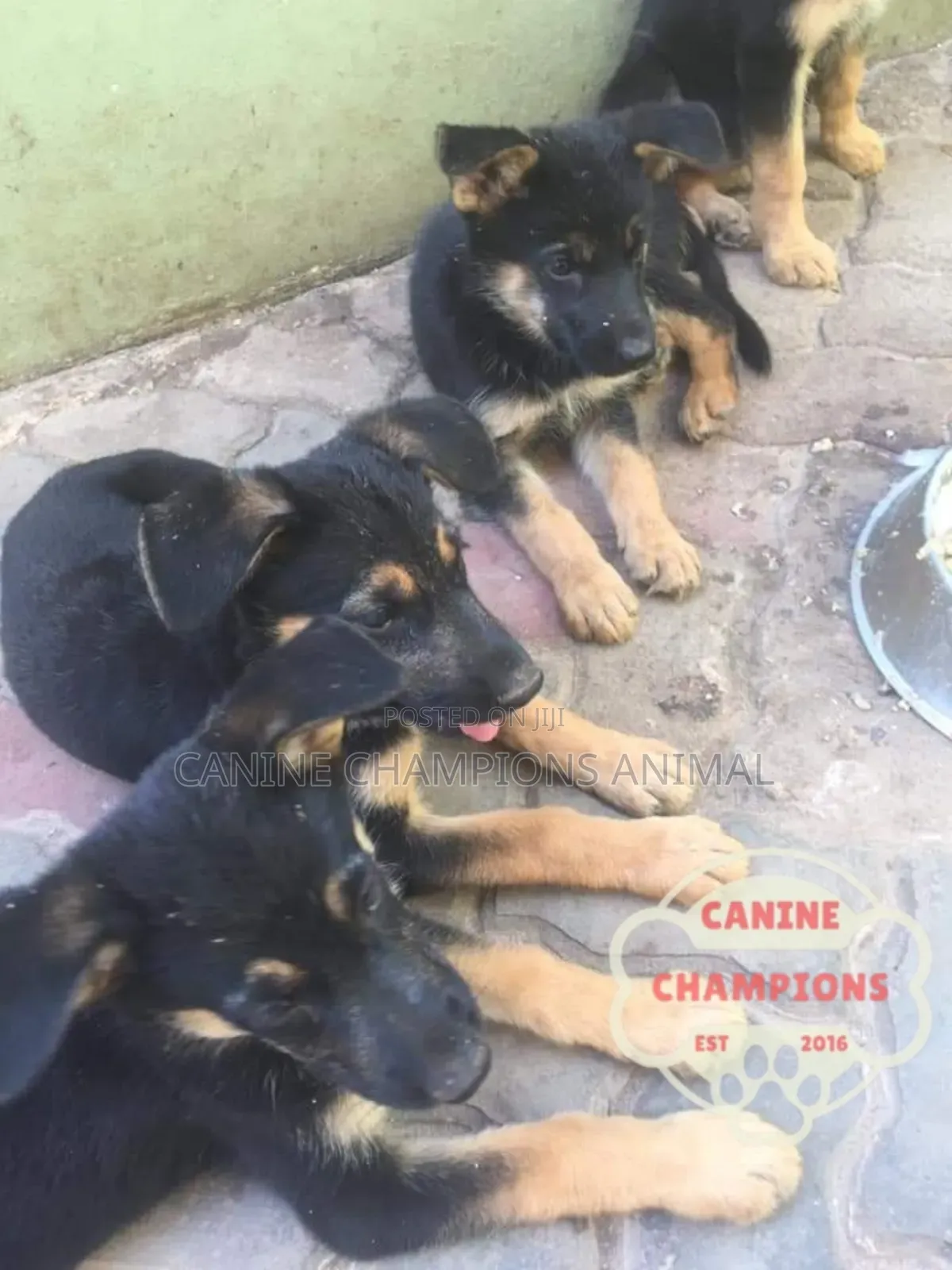 1-3 months Female Purebred German Shepherd