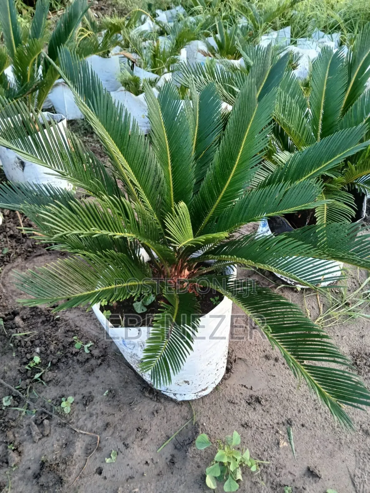 Sago Palm Flower