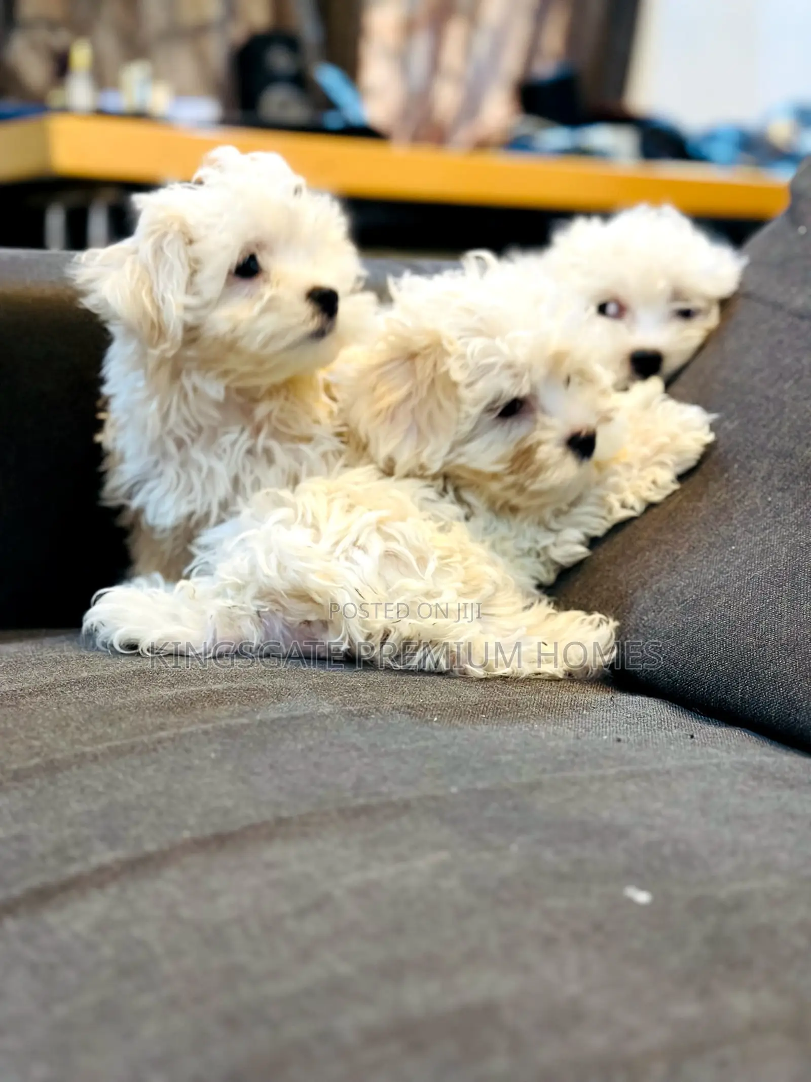 0-1 month Female Purebred Maltese
