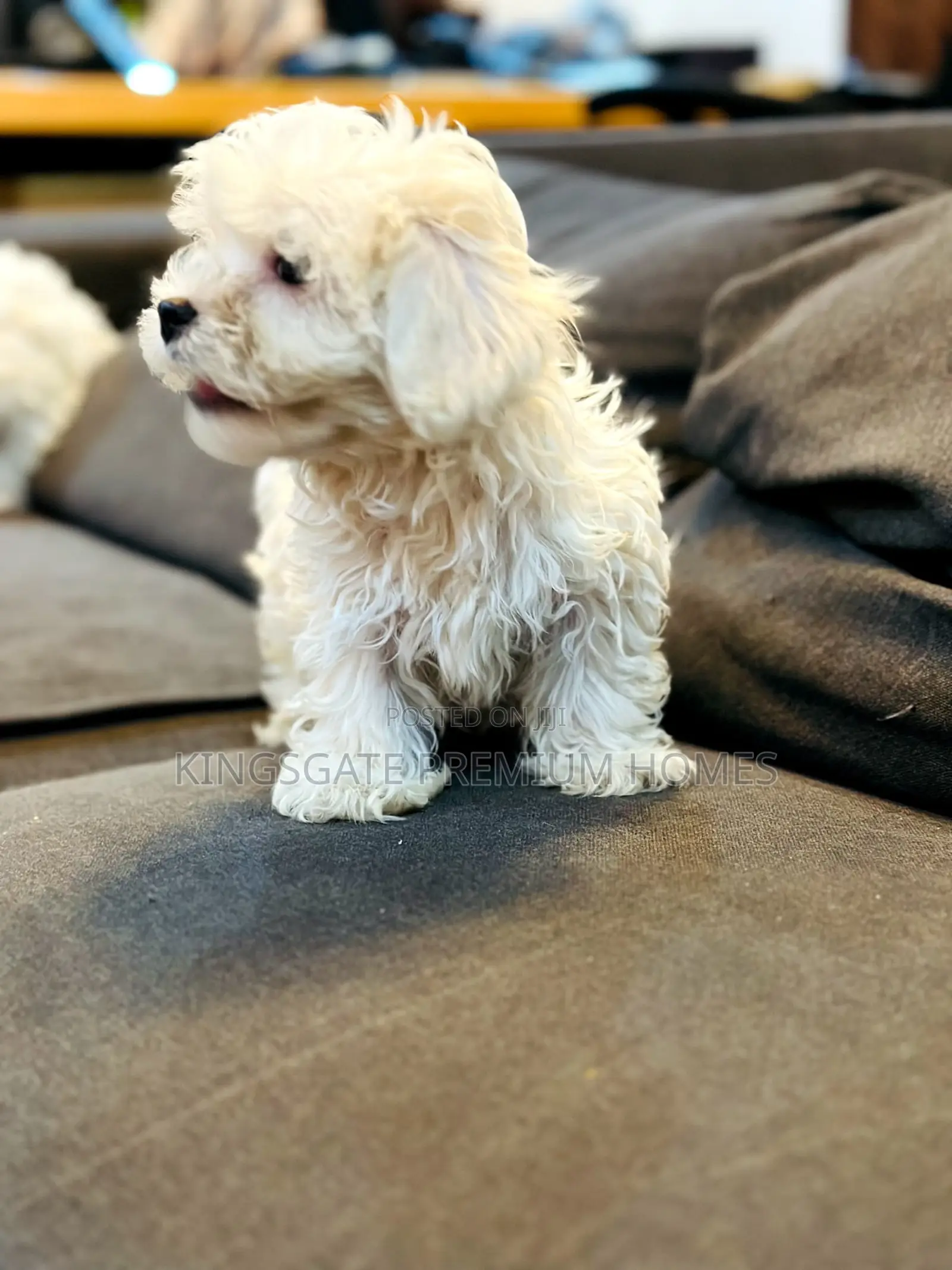 0-1 month Female Purebred Maltese