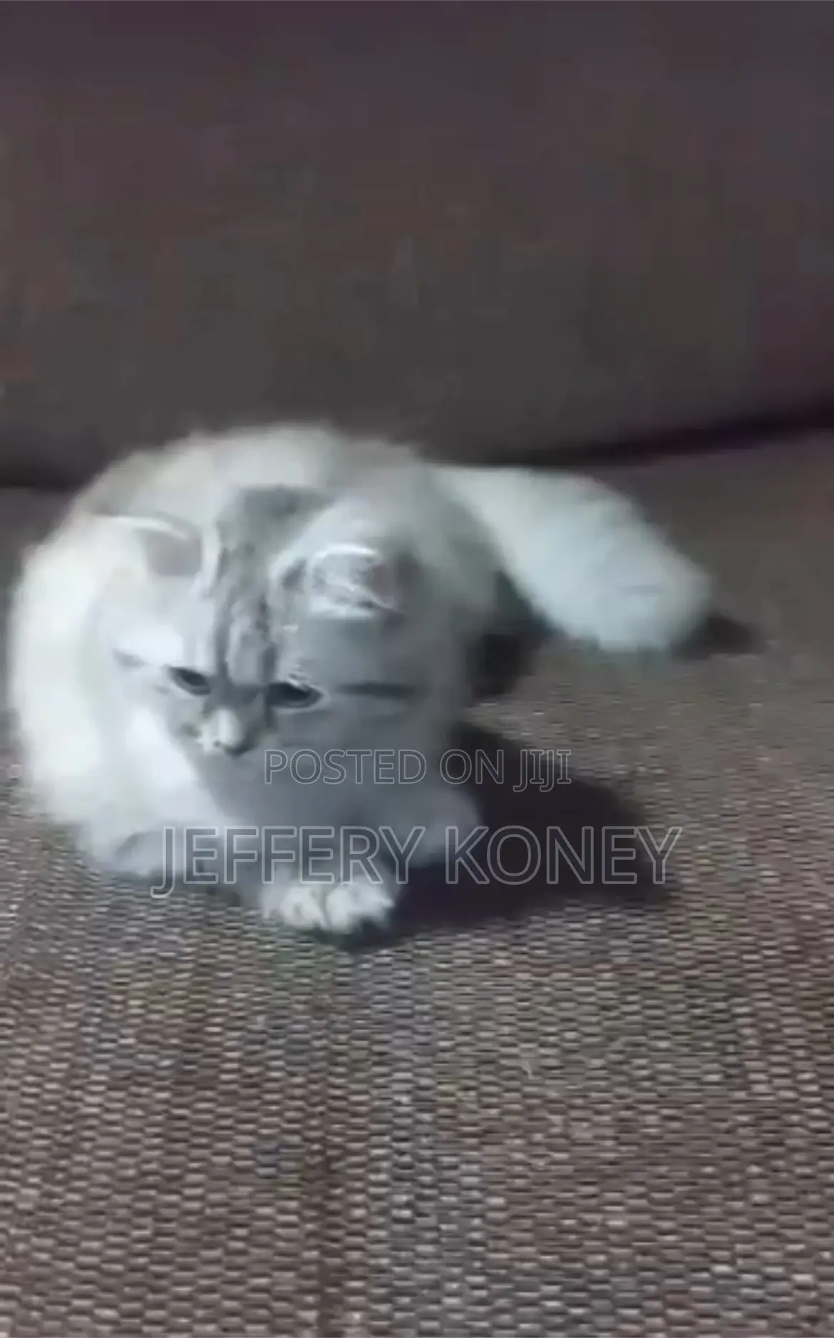 3-6 months Male Purebred Persian