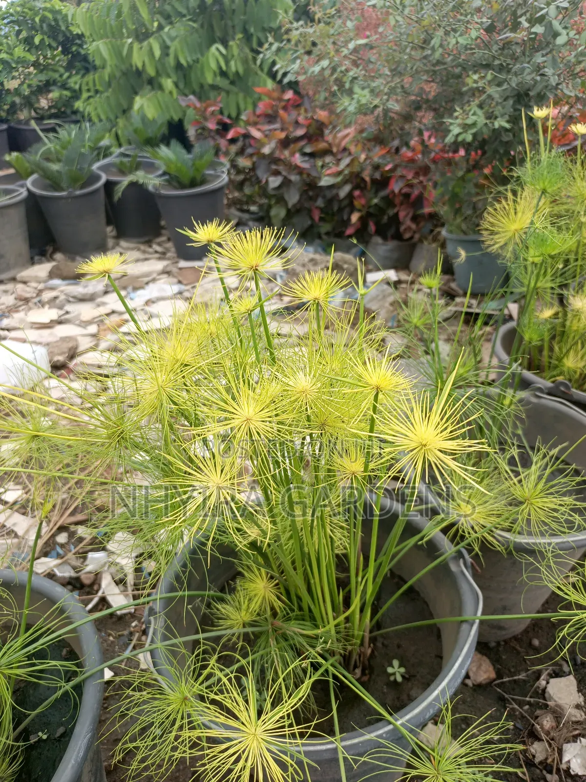Tropical Plants for Sale