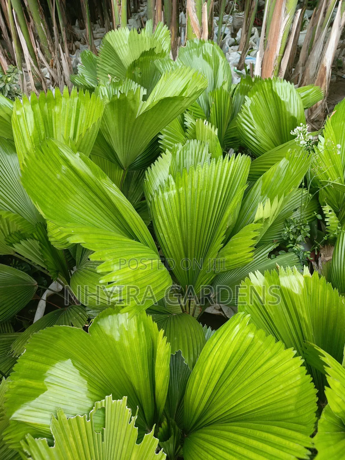 Tropical Plants for Sale