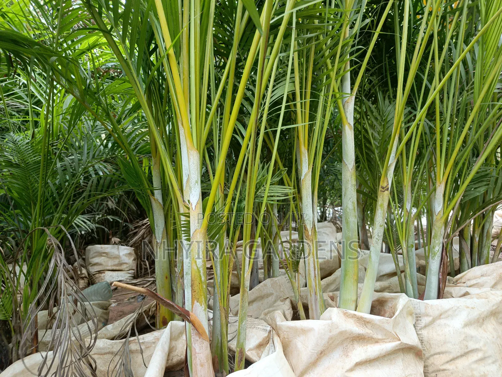 Tropical Plants for Sale