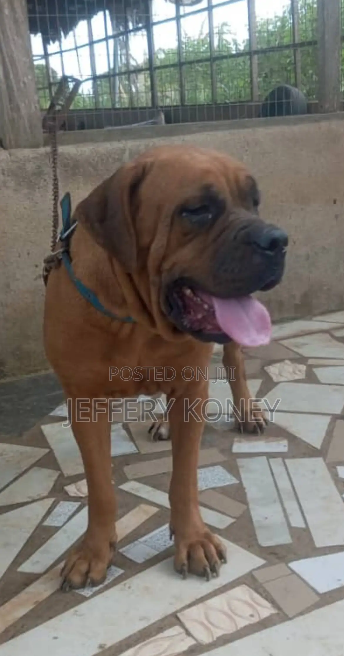 1+ year Female Purebred Boerboel